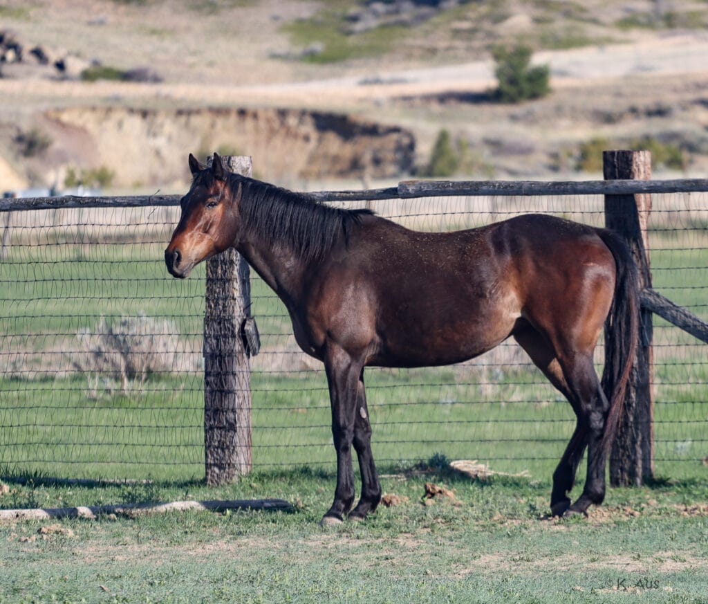 Granddaughter of Seattle Slew - broke to ride with tons of potential.