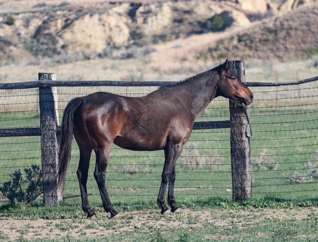 Granddaughter of Seattle Slew - broke to ride with tons of potential.