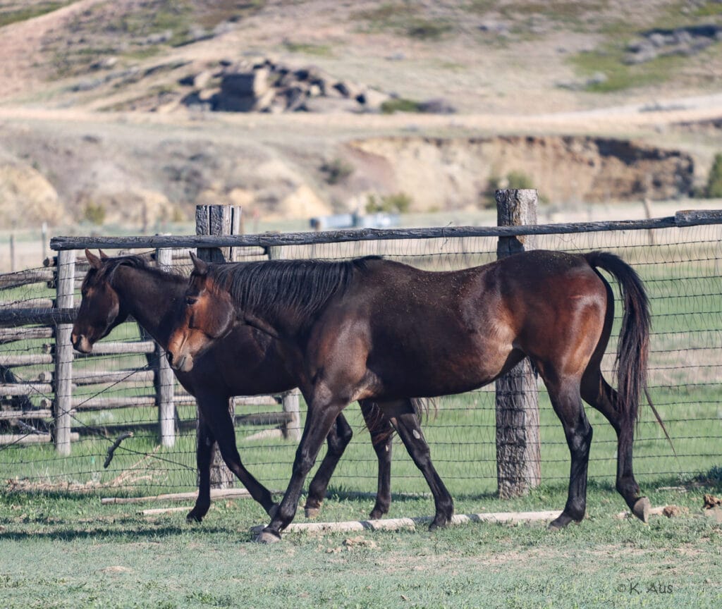 Big, beautiful mare walking