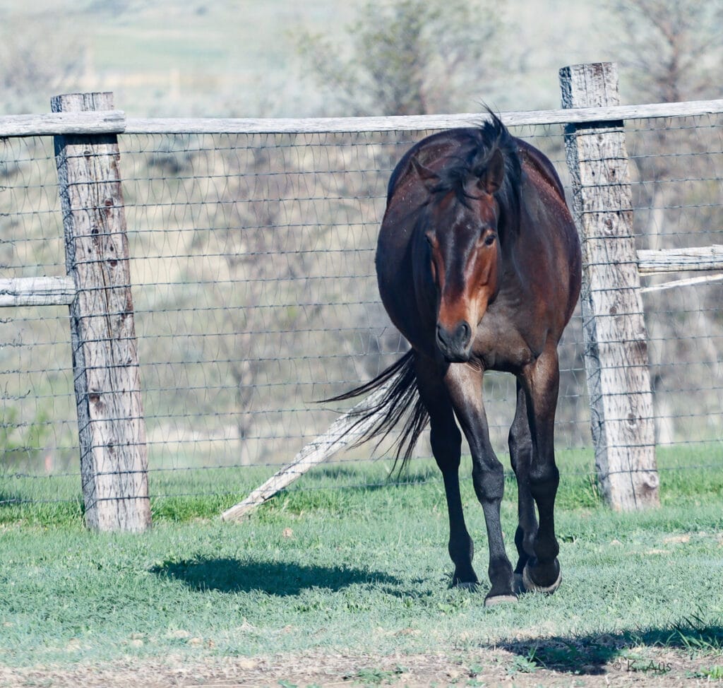 Granddaughter of Seattle Slew - broke and ready to learn a skill.