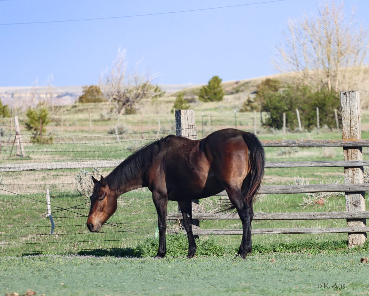 Gorgeous, tall Appendix Quarter Horse Mare - broke & a granddaughter of Seattle Slew