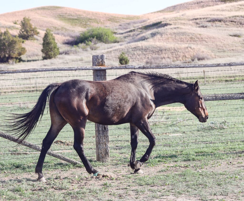 Granddaughter of Seattle Slew - broke to ride with tons of potential.