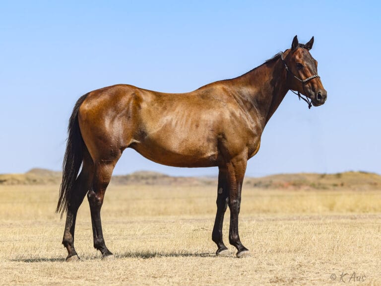Stunning seal brown Appendix Quarter Horse mare standing in a pasture. She is a granddaughter of Triple Crown winner Seattle Slew.