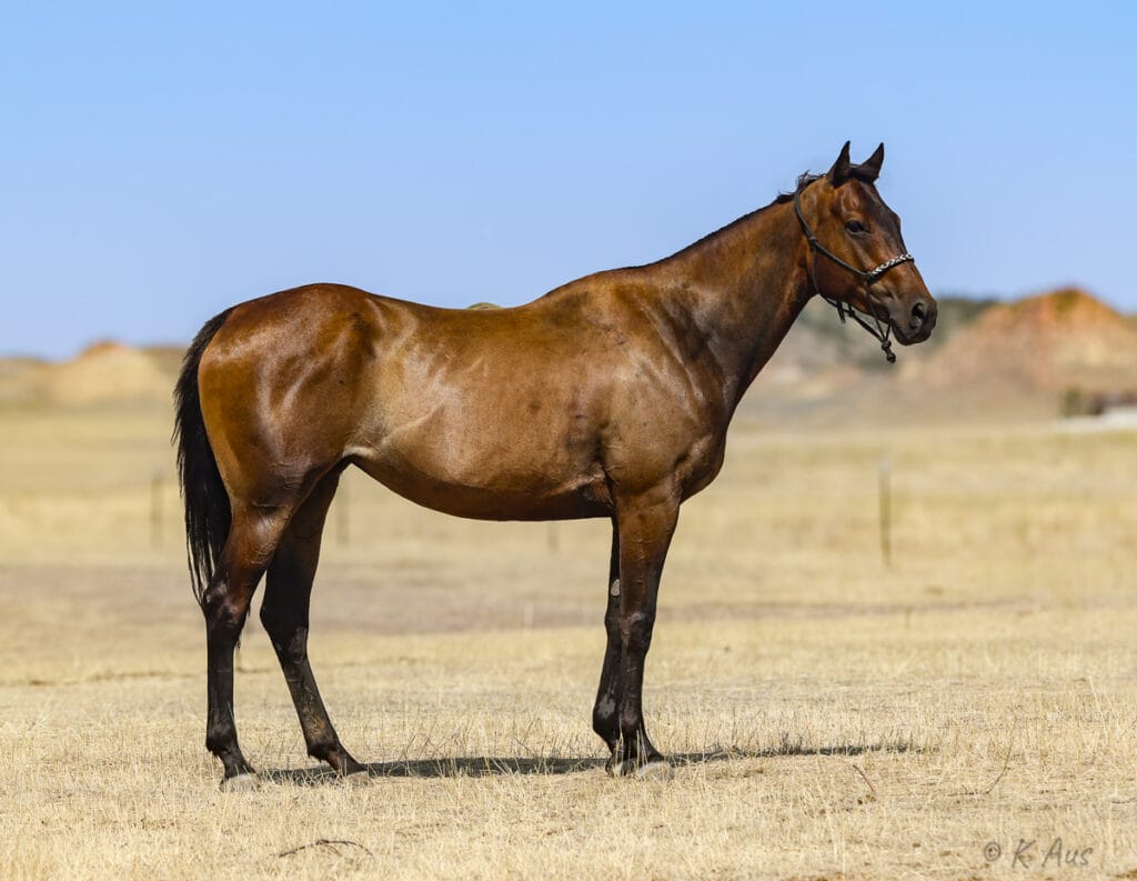 Stunning seal brown Appendix Quarter Horse granddaughter of Seattle Slew. She is for sale to a good home.