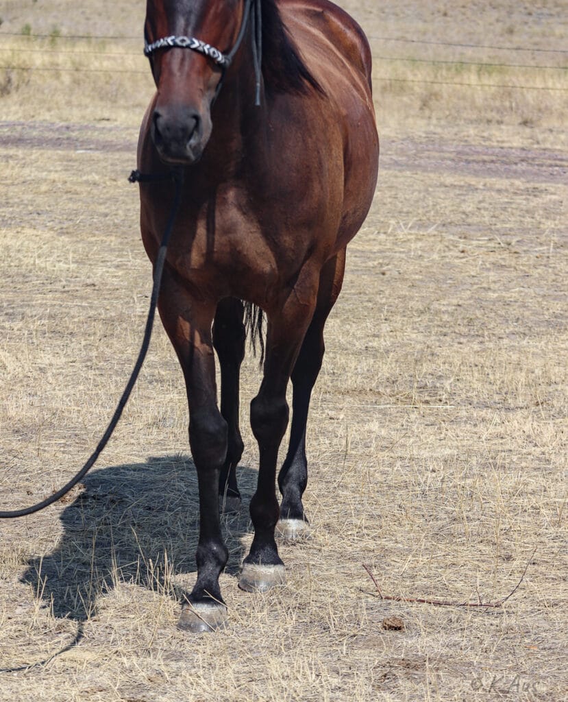 Brown mare - front view of her legs