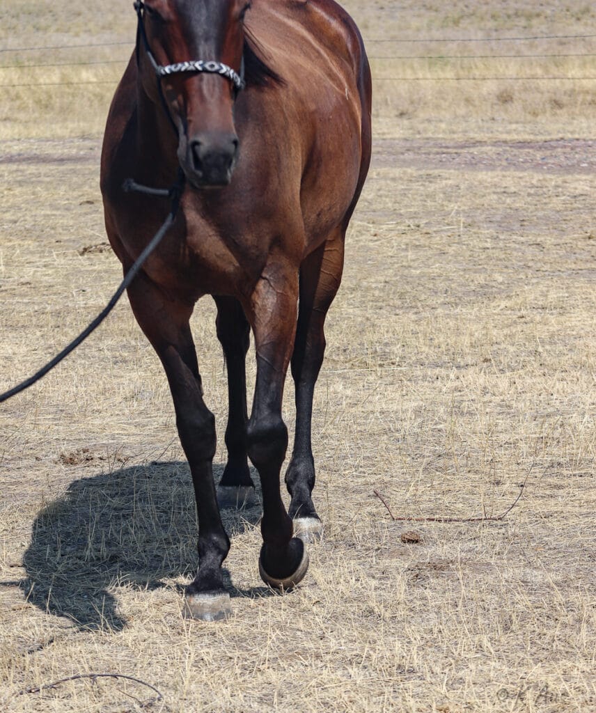 Brown Quarter Horse mare walking toward the camera.