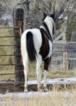 Paint stallion prospect and barrel prospect for sale.