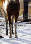 Paint stallion prospect and barrel prospect for sale.