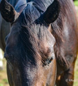 CCs Last Warrior - Barrel Racing Sire