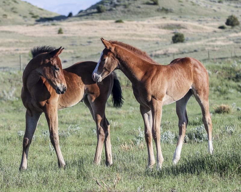 Two barrel racing fillies