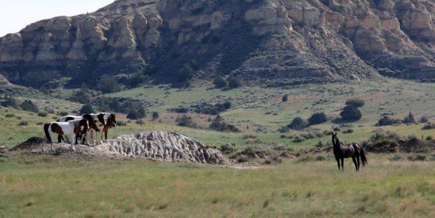 "Perk" and his mares in the pasture