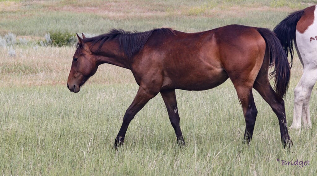 Appendix gelding walking