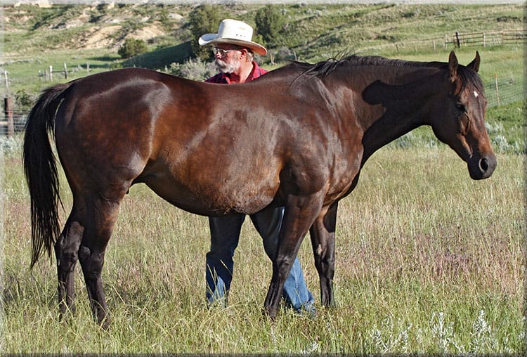 Paint Gelding - Racebred - For Sale at Aus Ranch Performance Horses