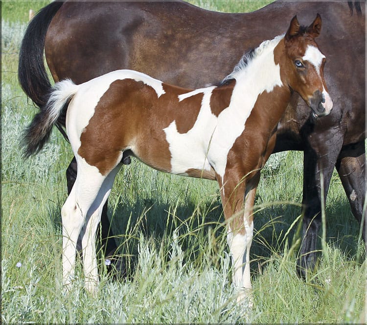 2011 Bay Tobiano Colt - Stallion Prospect For Sale