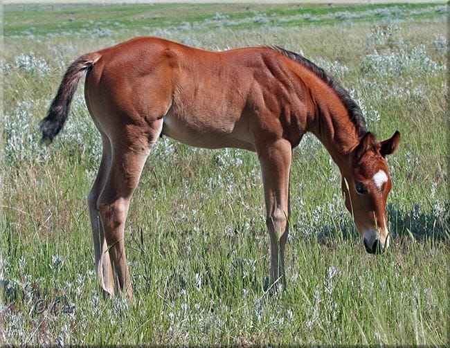 Young colt grazing