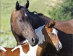 Paint racehorse mare and foal