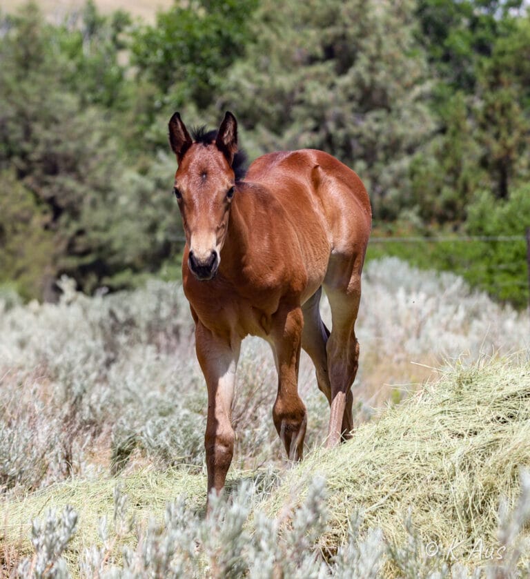 Alert young filly checking out the person taking photos.