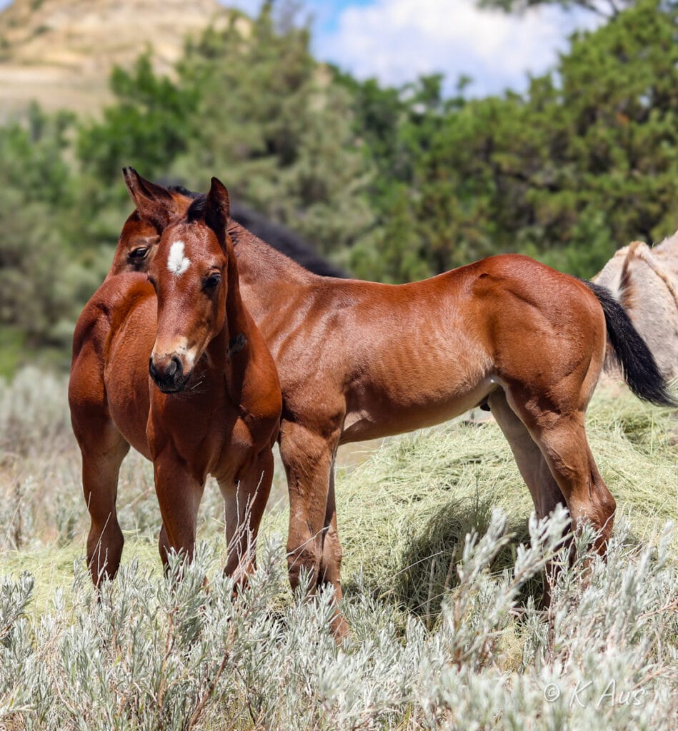 Two young foals in the pasture