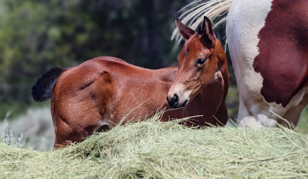 Granddaughter of Seattle Slew foaled in 2024.