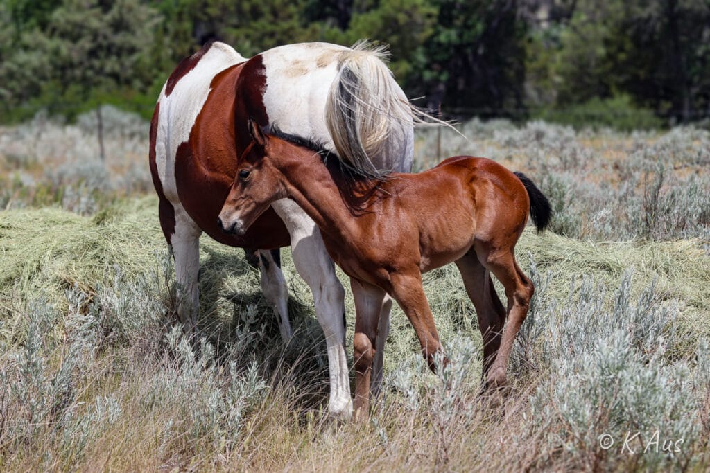 Bay filly walking behind her dam, trying to rub off the bugs.