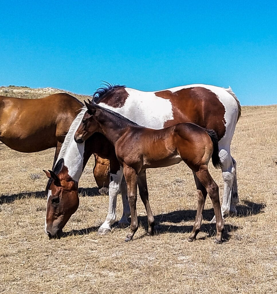 blushing bug and dash for perks barrel prospects