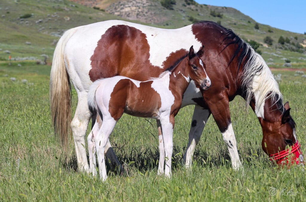 Bay tobiano Paint barrel horse prospect for sale