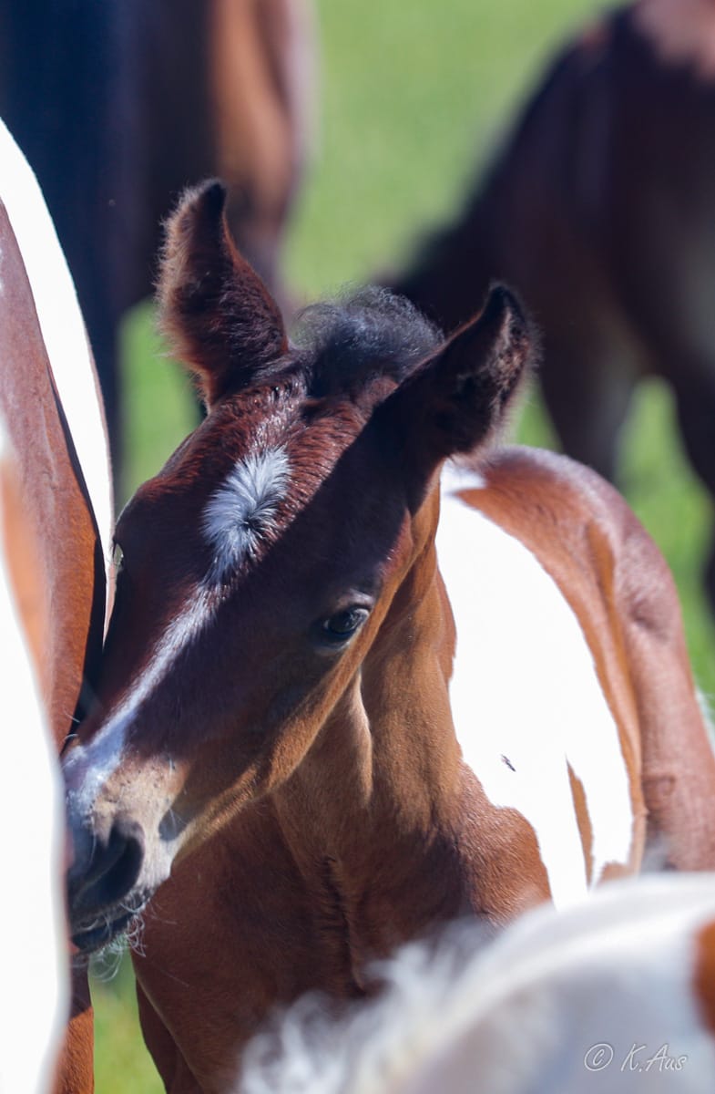 Young Paint foal next to his mother