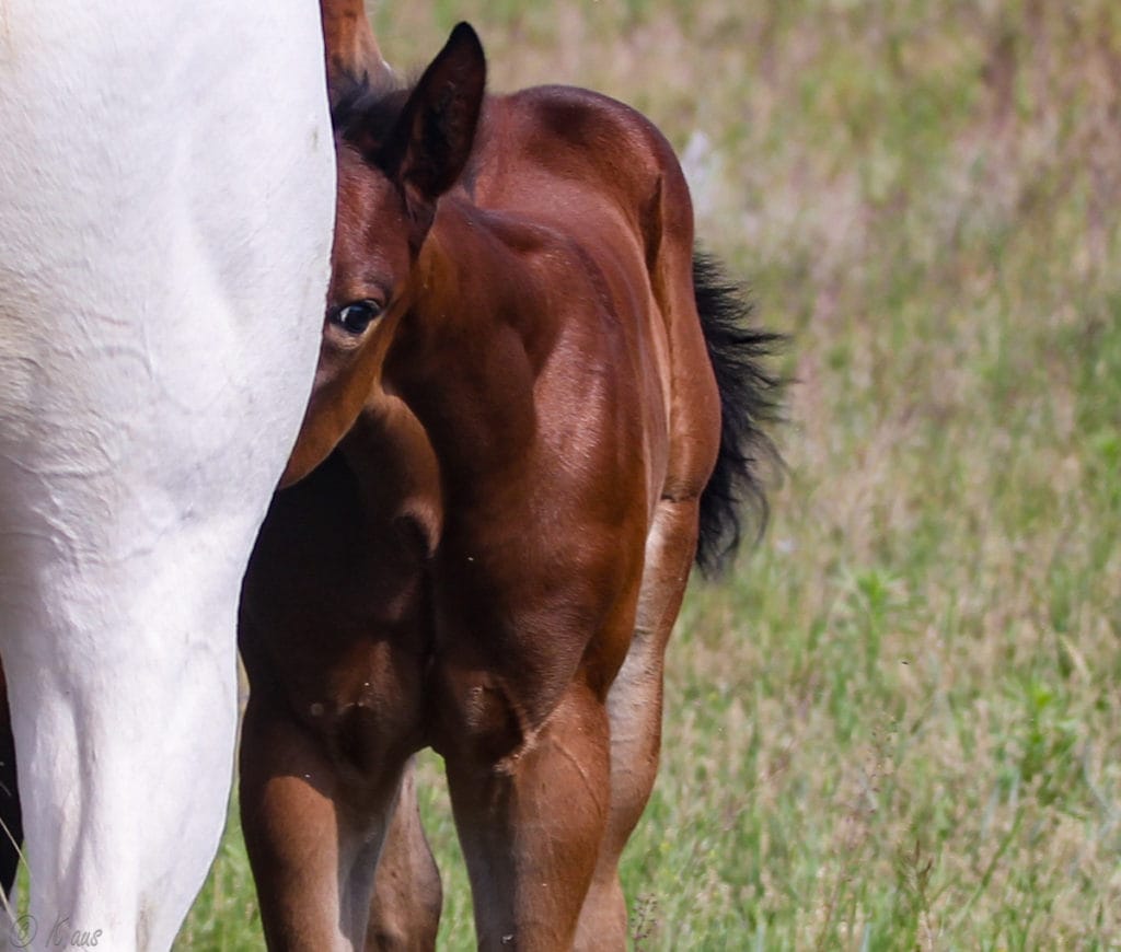 Paint barrel and rope horse prospect