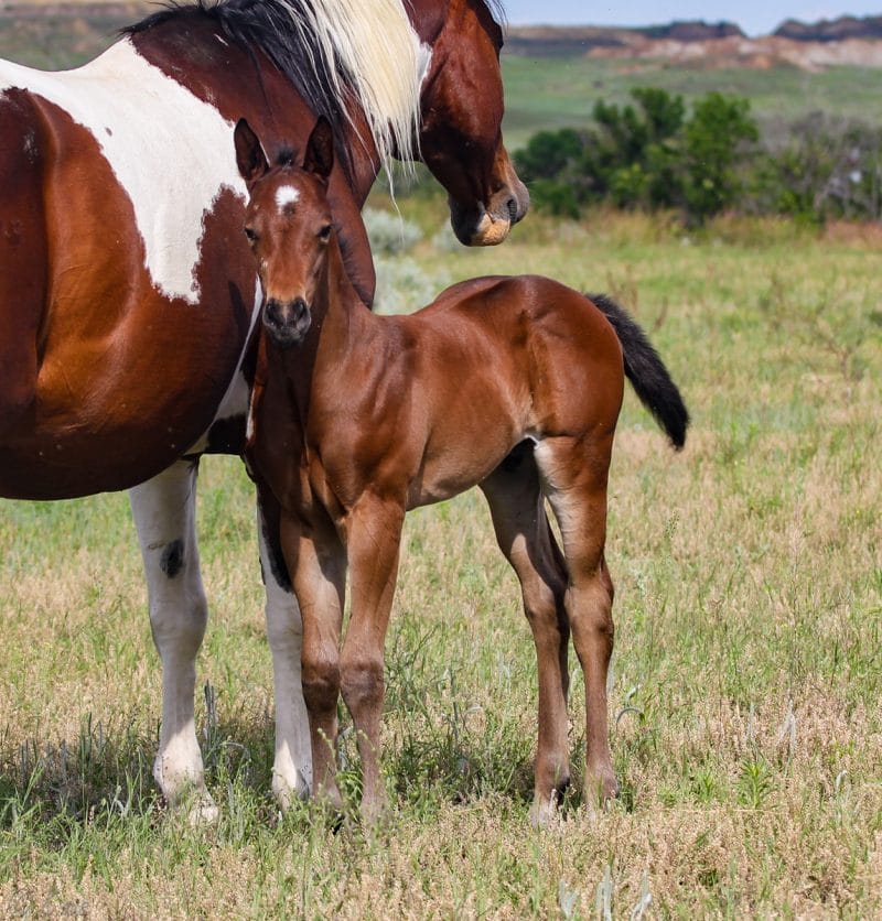 Paint barrel and rope horse prospect