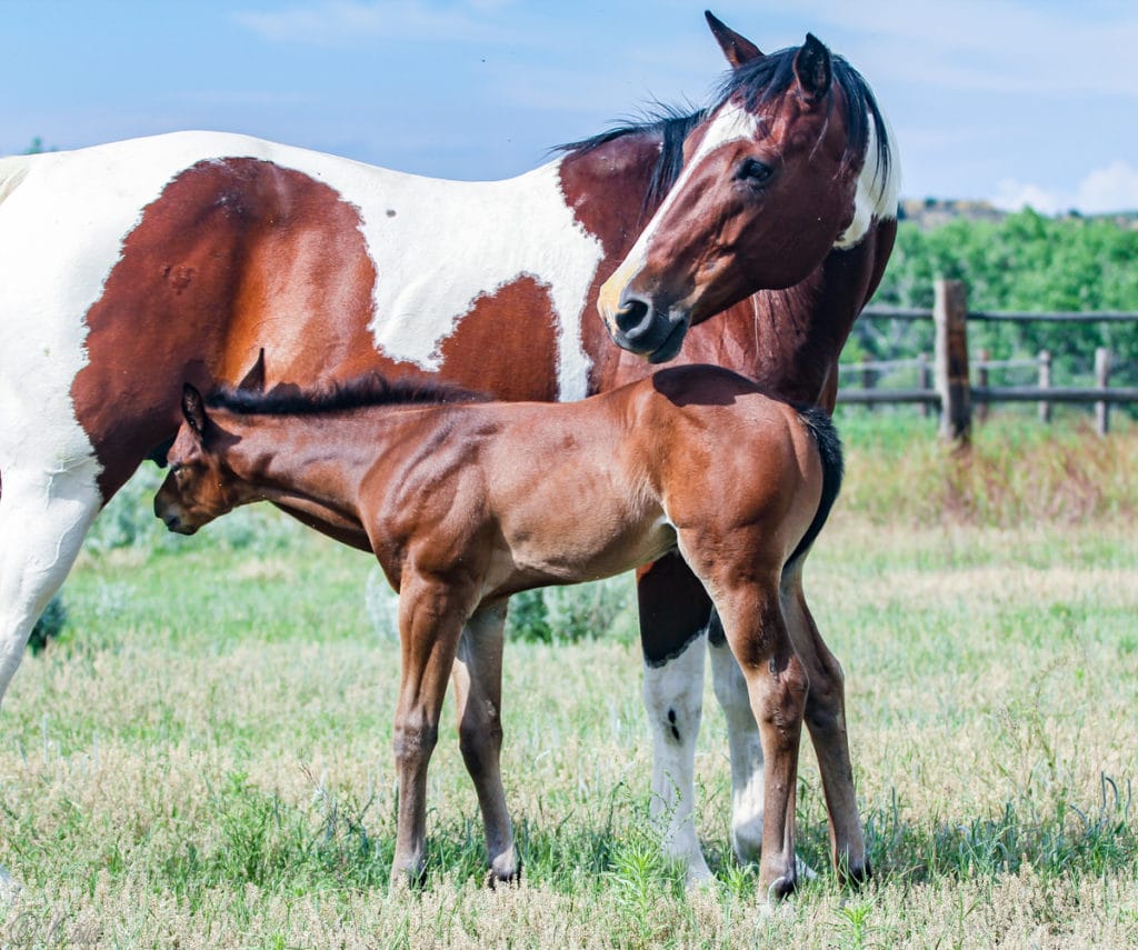 Paint barrel and rope horse prospect