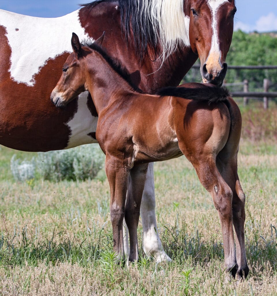 Paint barrel and rope horse prospect