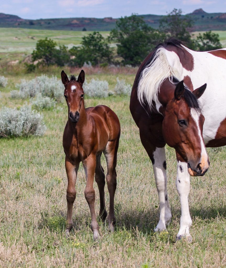 Paint barrel and rope horse prospect