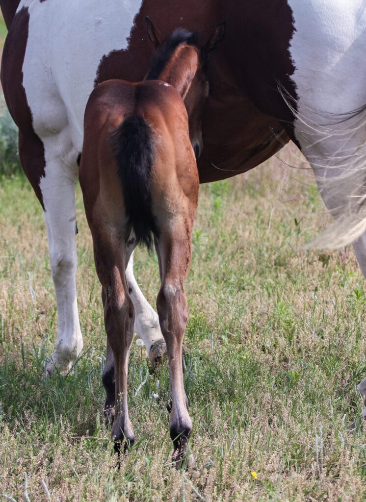 Paint barrel and rope horse prospect