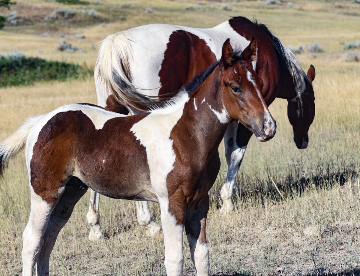 Paint barrel bred colt for sale, he's a grandson of Dash For Perks and My Indian Money.