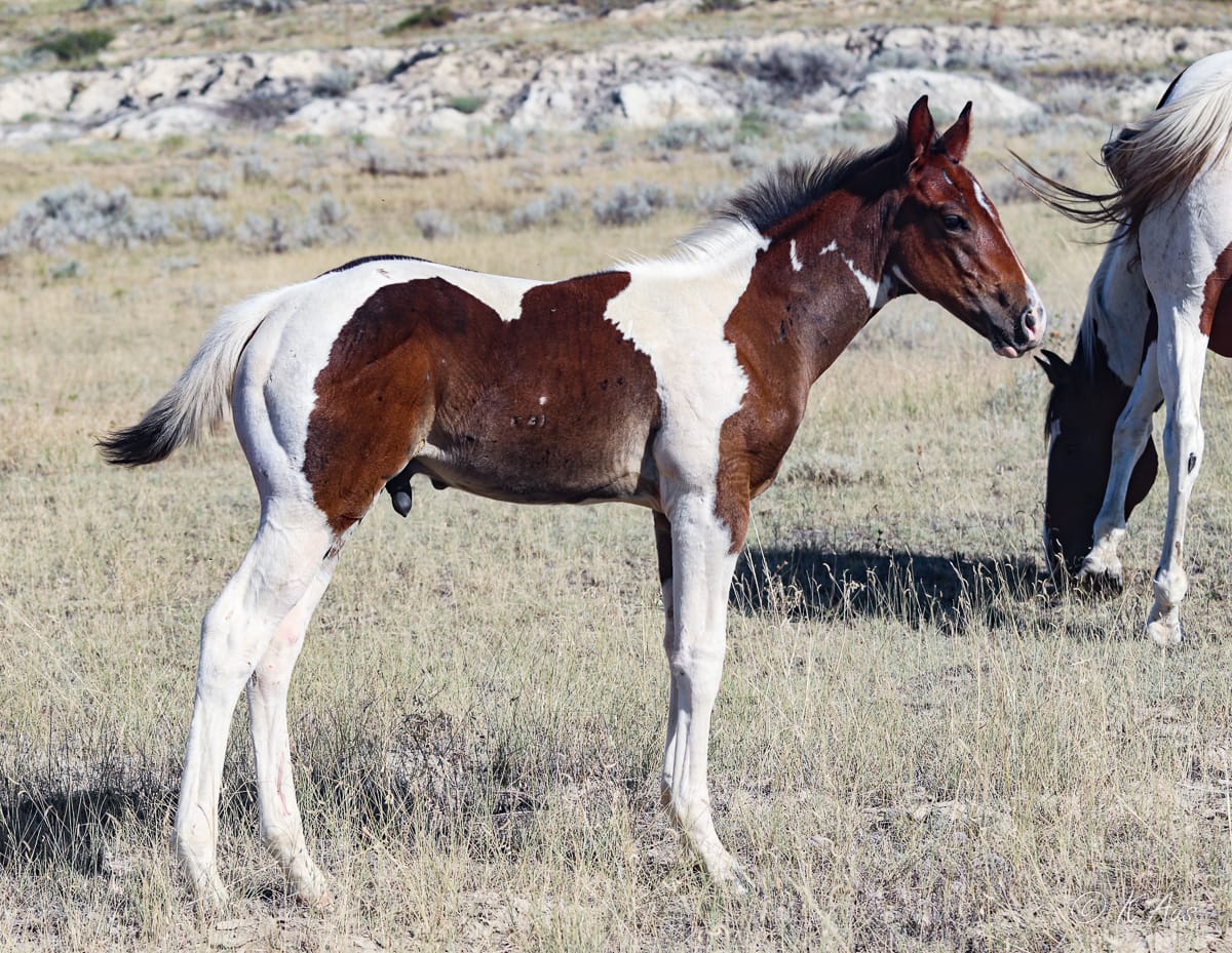 Paint barrel bred colt for sale, he's a grandson of Dash For Perks and My Indian Money.