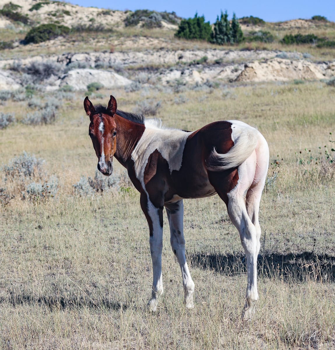 Look at that set of drivers! When he's grownup he'll power off the barrel!