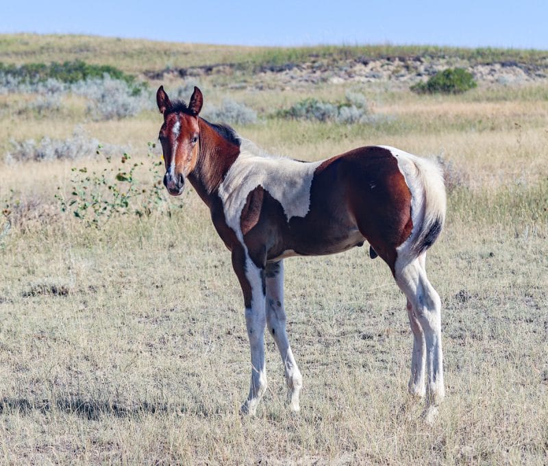 Paint barrel bred colt for sale, he's a grandson of Dash For Perks and My Indian Money.