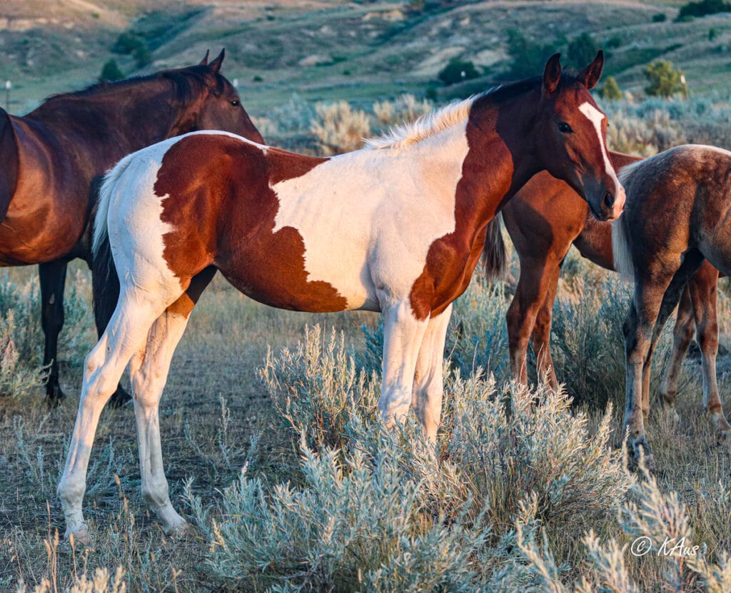 Tall tobiano granddaughter of Seattle Slew.
