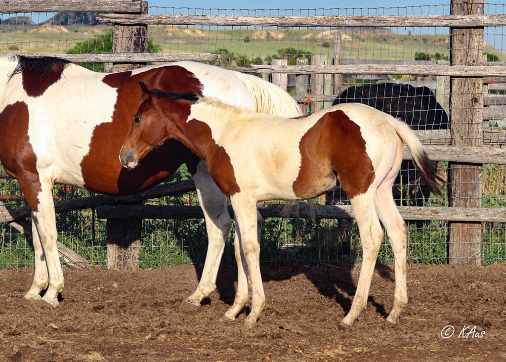 Paint granddaughter of Seattle Slew