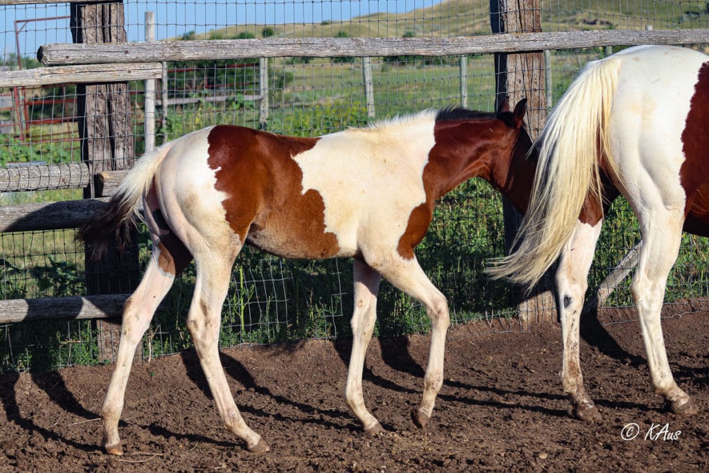 Paint granddaughter of Seattle Slew