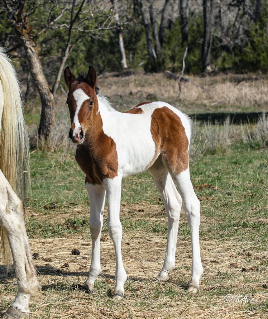 Bay tobiano granddaughter of Seattle Slew