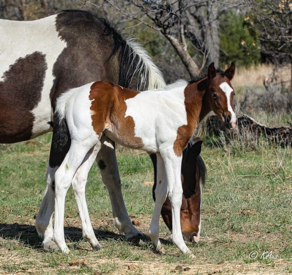 Bay tobiano granddaughter of Seattle Slew