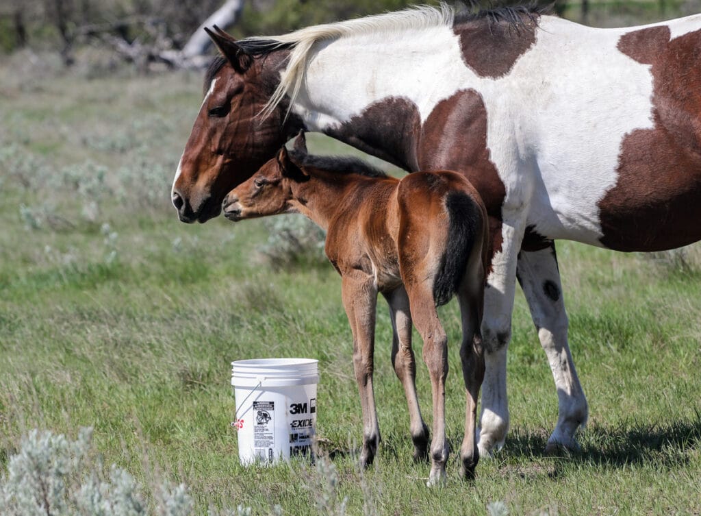 Blushing Bug, Easy Jet, Dash For Perks barrel racing prospect filly for sale