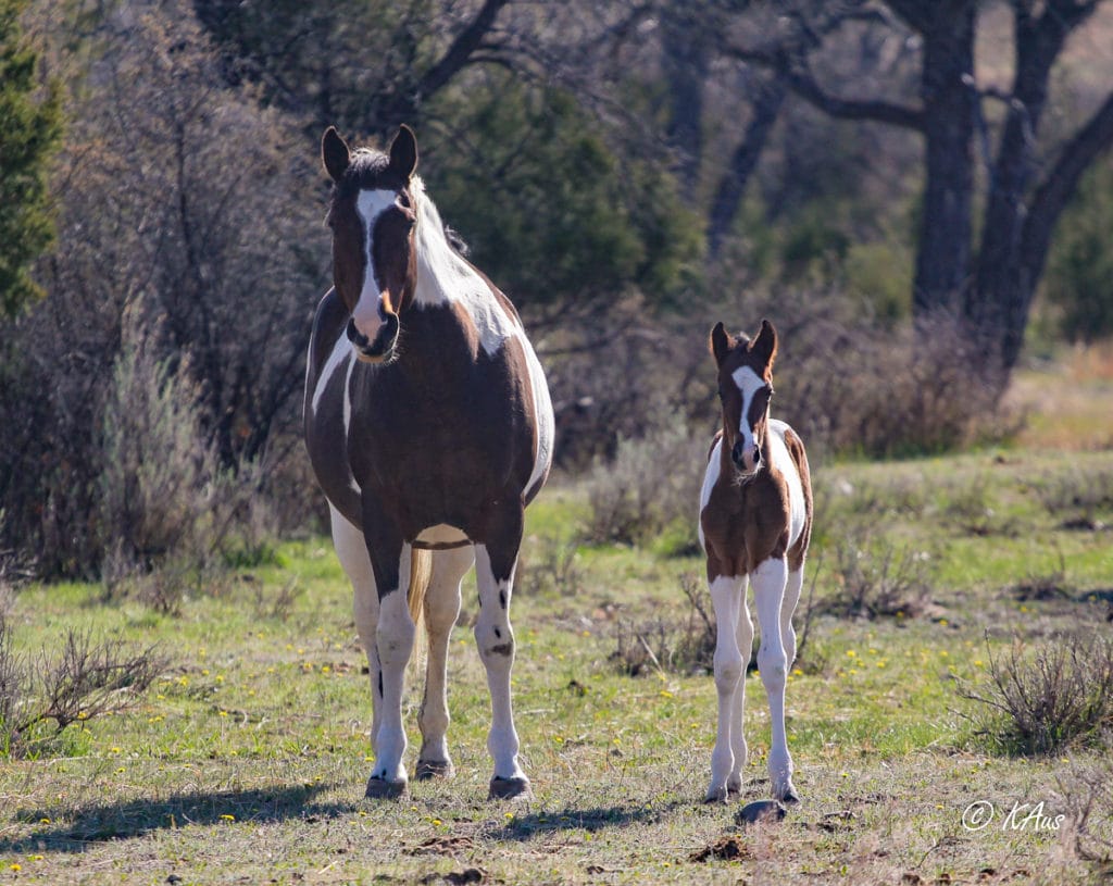 Bay tobiano granddaughter of Seattle Slew