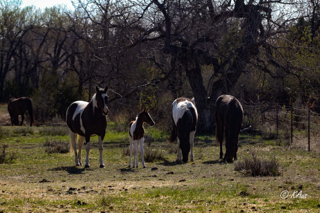 Bay tobiano granddaughter of Seattle Slew with her dam and friends