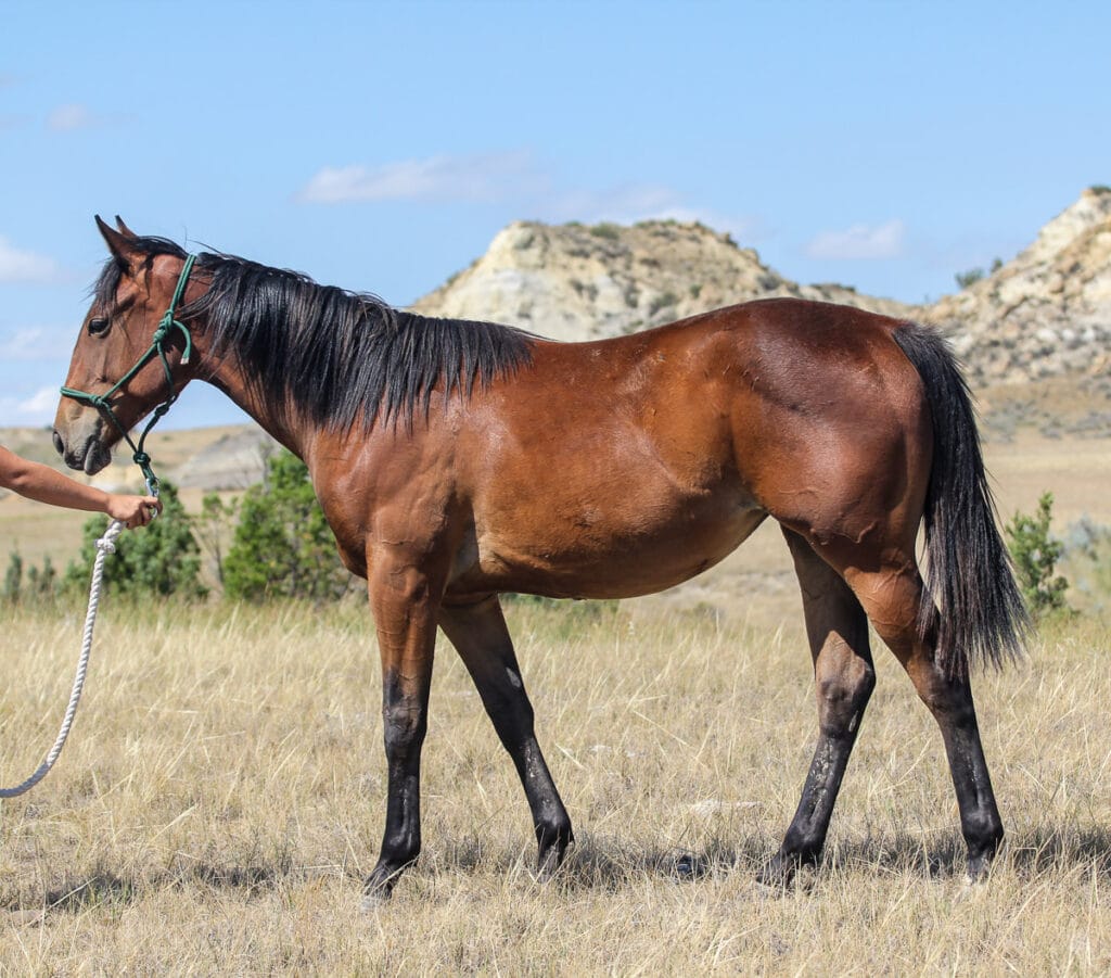 Paint barrel prospect with Dash For Perks, My Indian Money, and Blushing Bug bloodlines