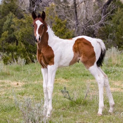 Half Thoroughbred APHA filly