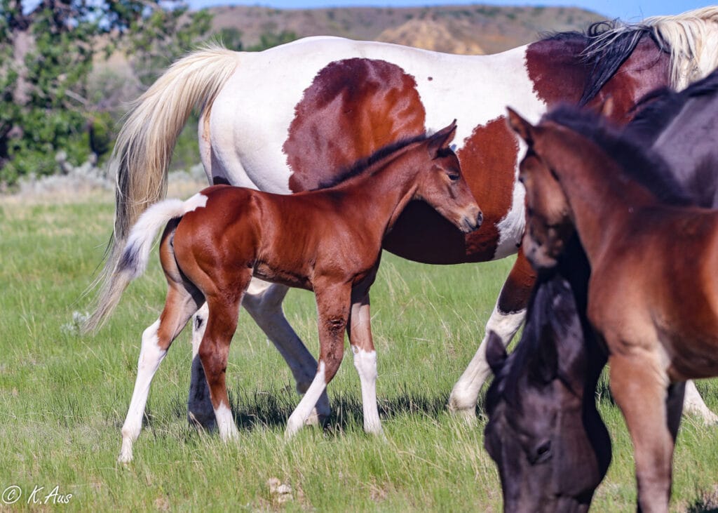 Bay tobiano Paint barrel bred filly walking