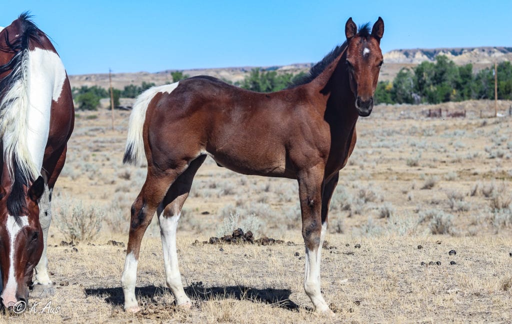 APHA barrel racing or roping prospect filly for sale