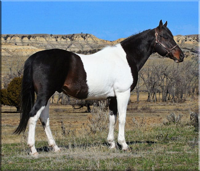 Brown and white Paint stallion, own own of Raise Your Glass, JC